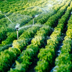 Irrigation